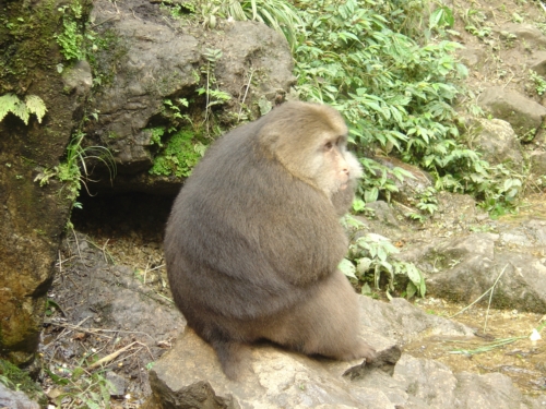 峨眉山 藏猕猴
